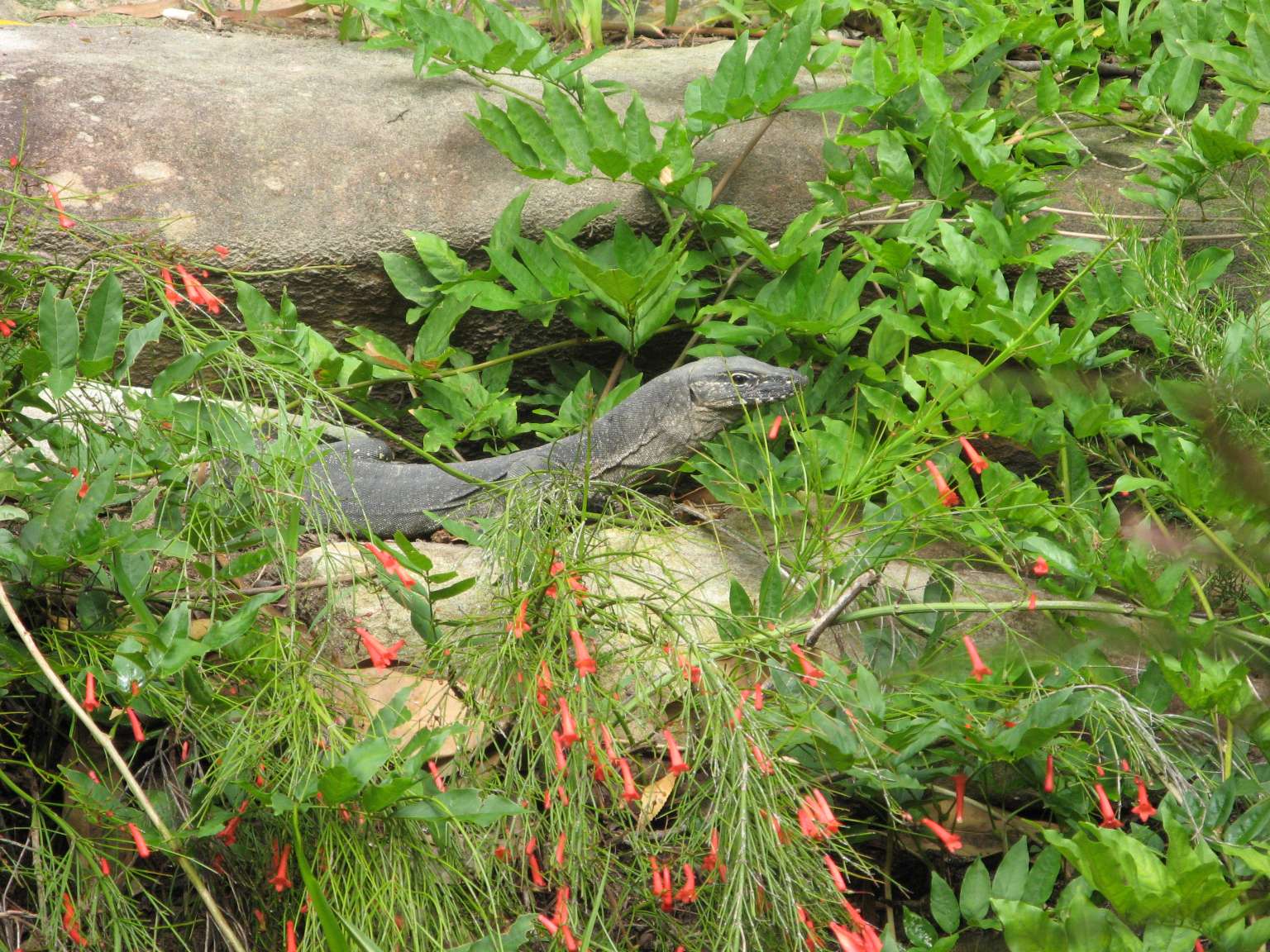 [IMG_0597+-+Goanna.JPG]