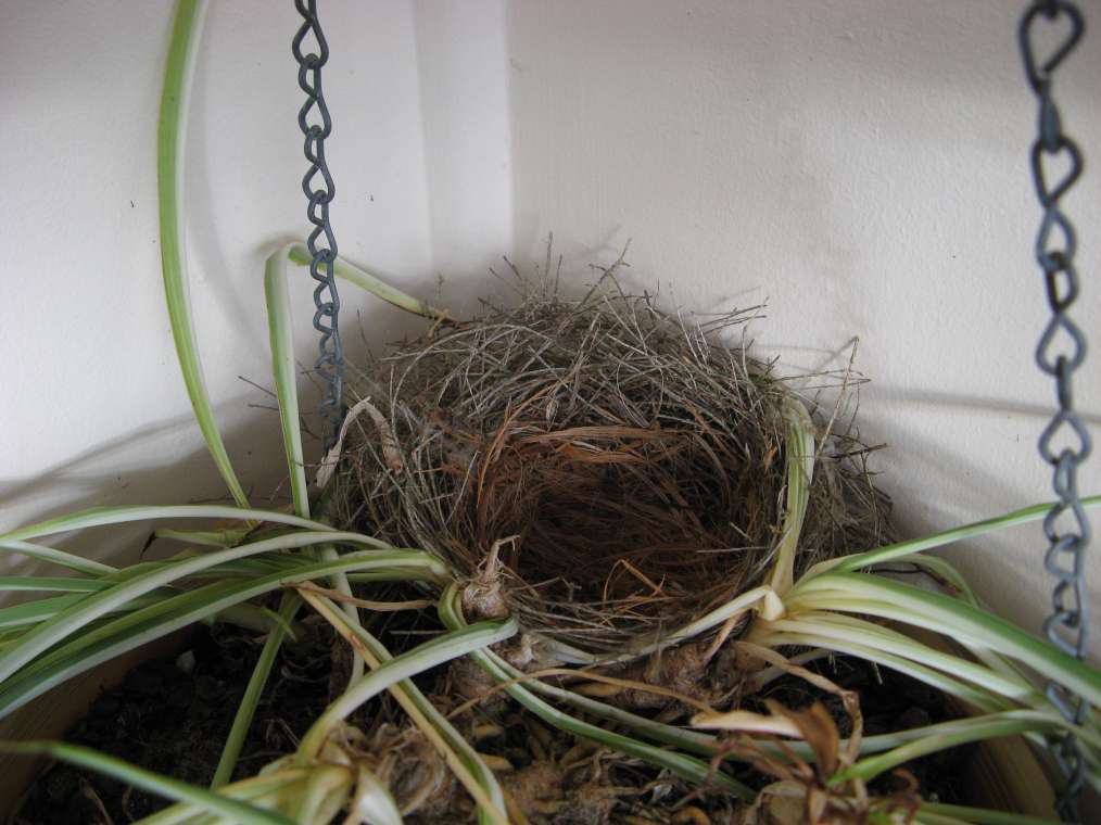 [IMG_1019+-+Wattlebird+Nest.JPG]