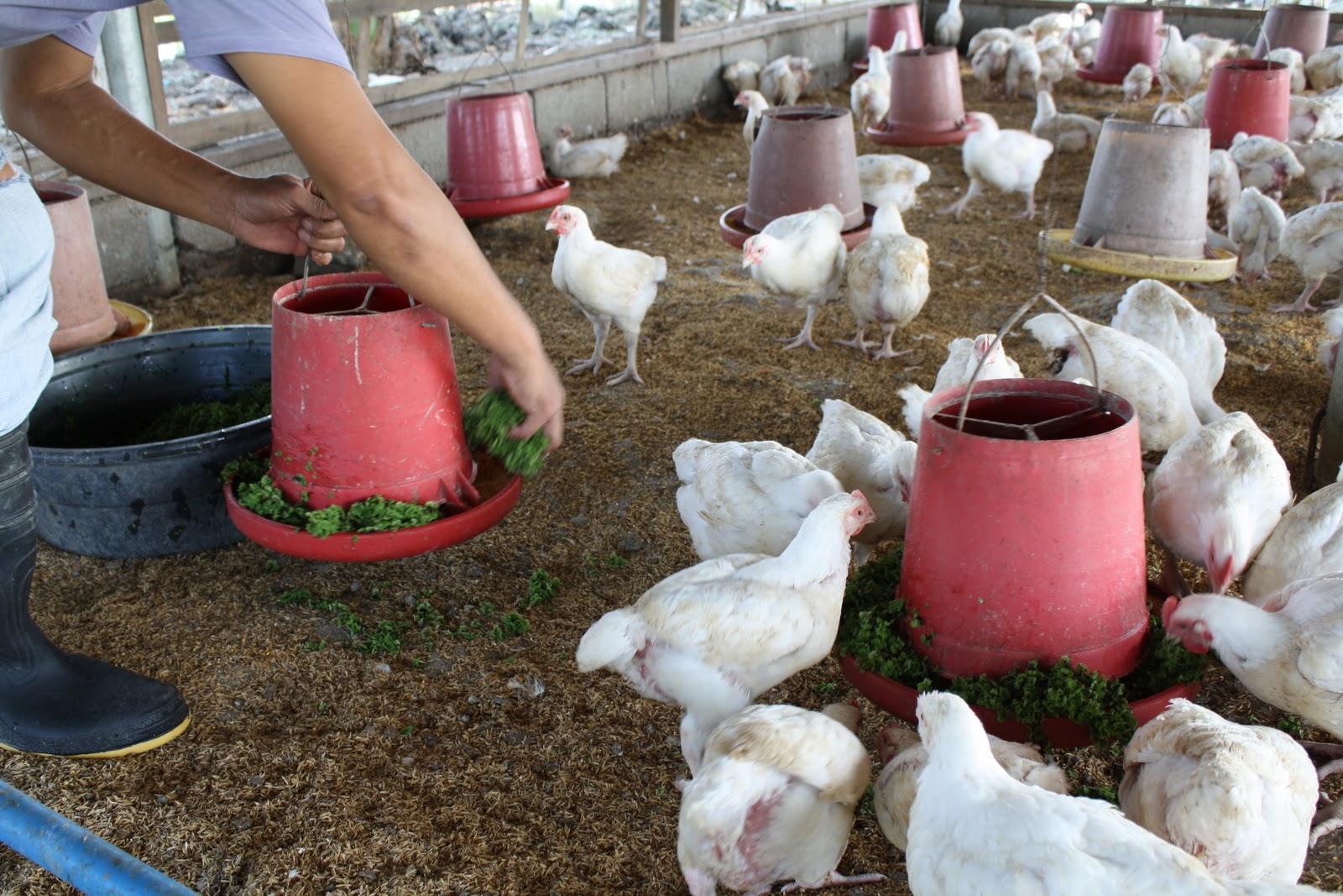 SUNSHINE CHICKEN Azolla