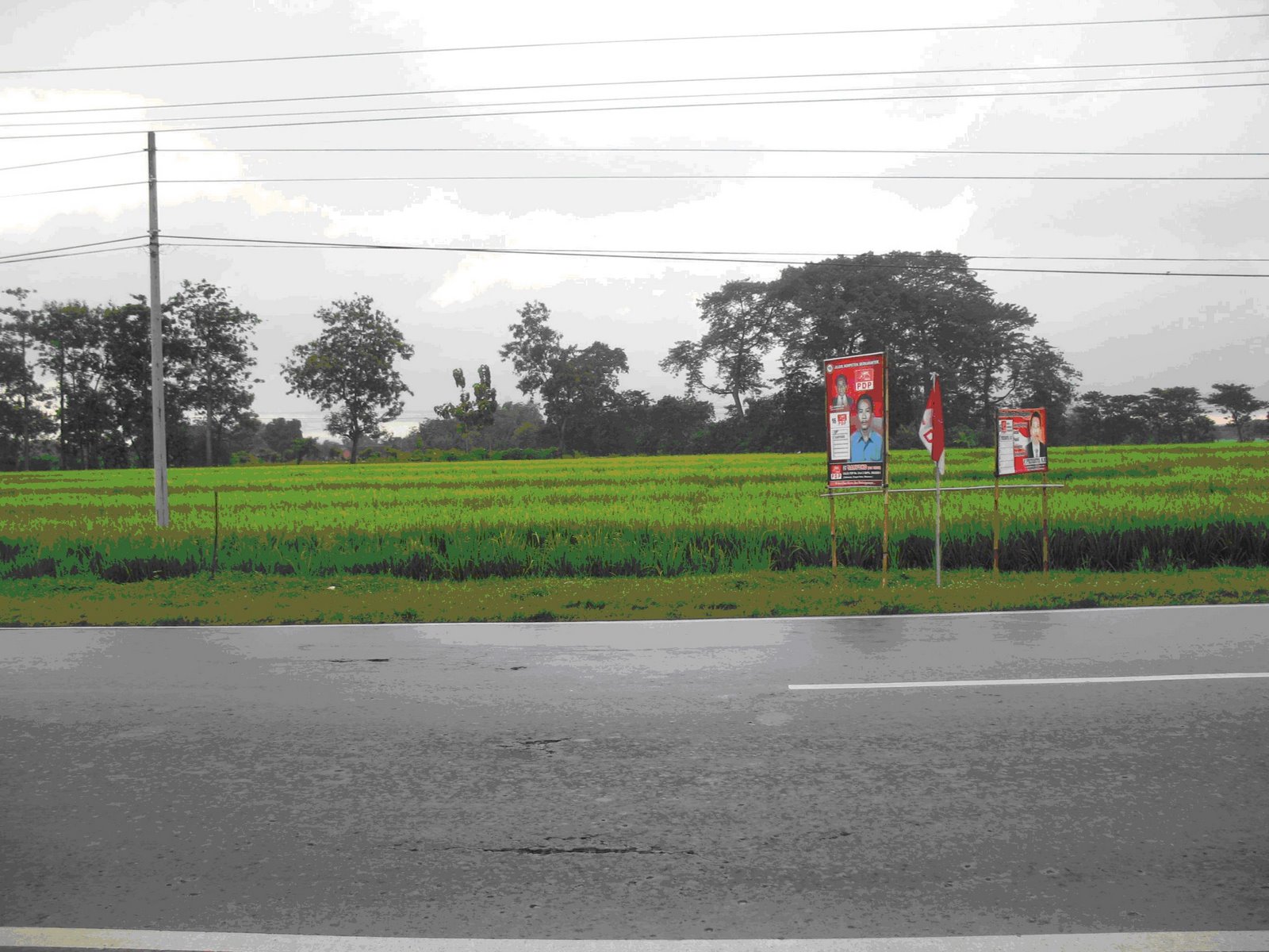 [sawah+sragen.JPG]