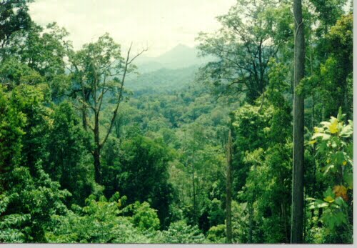 tumbuh tumbuhan semulajadi