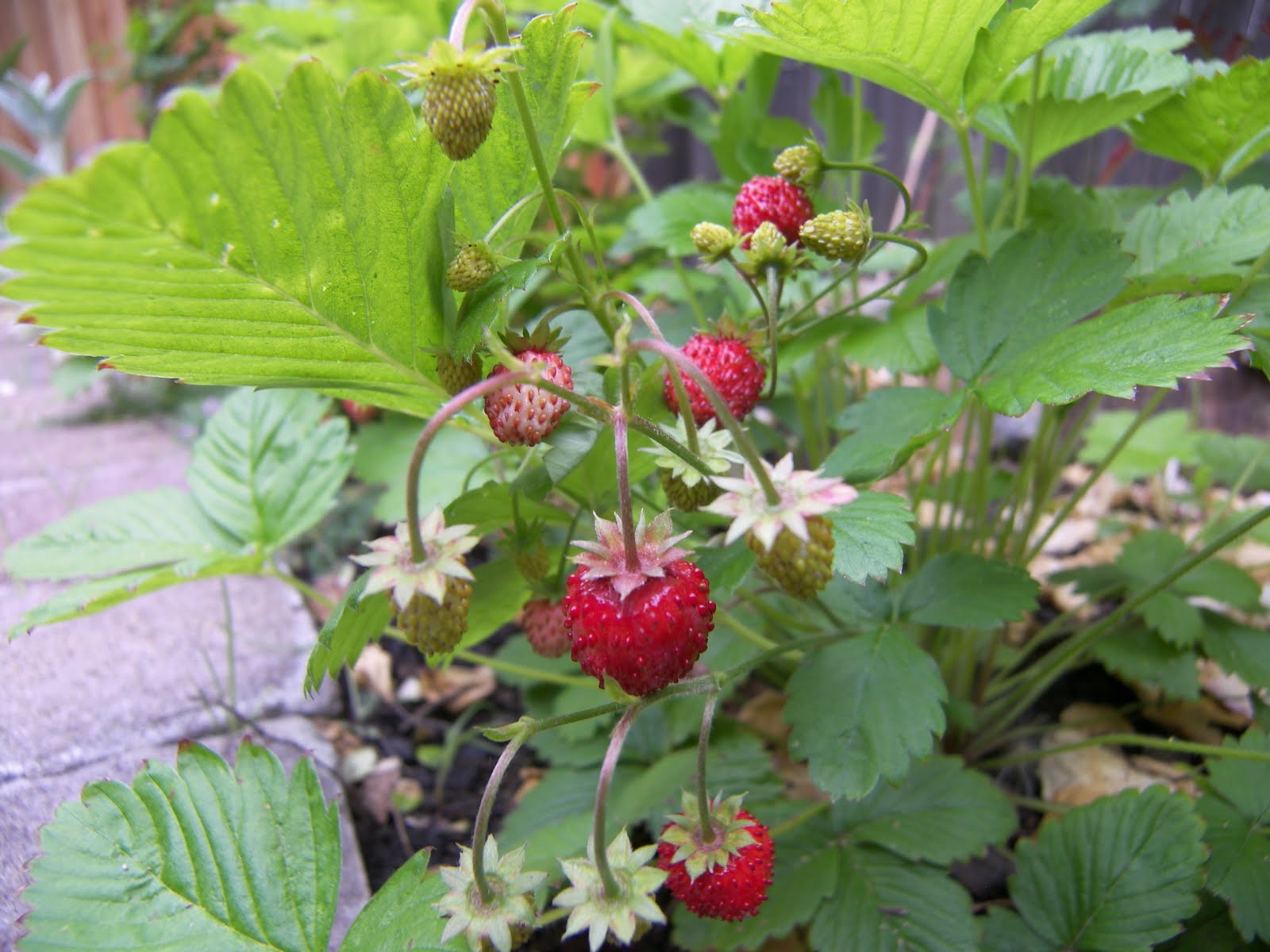 Mastering Horticulture Alpine Strawberries Weeds No More