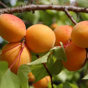 Bailoni Wachauer Gold Marillenlikor Gsa Produkt August 10 Das