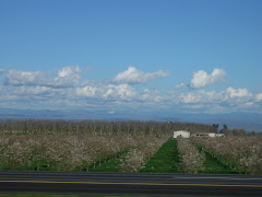 You must remember to roll down the window if you drive through blossoming fruit trees.  Heavenly.