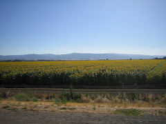 Sunflowers on the 505
