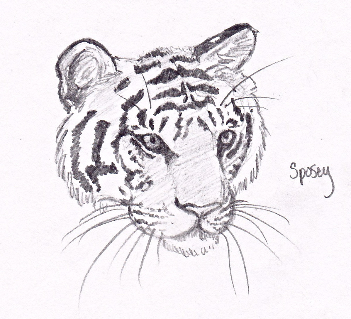 University Arts Magazine: Tiger Sketch ~ Sposey
