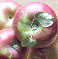 macintosh apples for fresh apple cake recipe