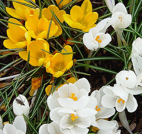 [spring+009.jpg]