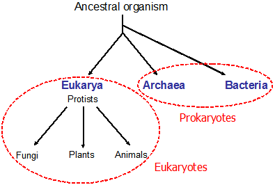 Bacteria And Archaea