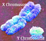 Why, Y Chromosome?
