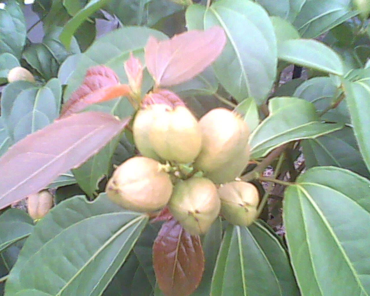 pokok celaka
