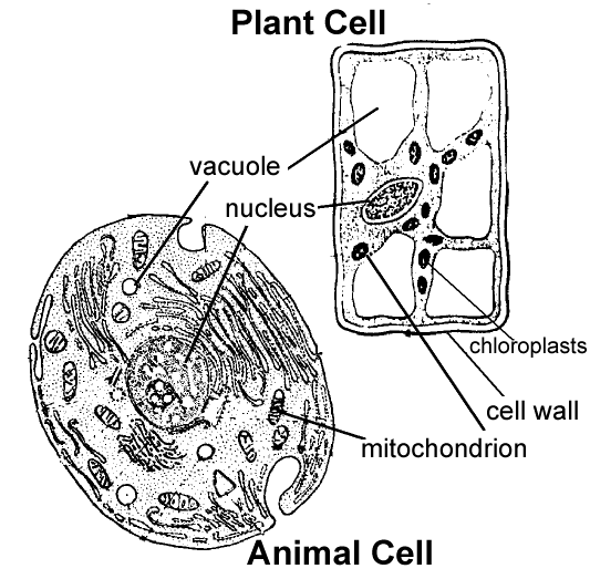 animal cell and plant cell differences. animal cell parts diagram.