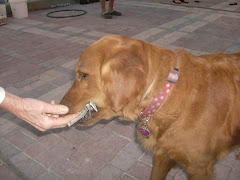 Our favorite Mallory Square (Key West) performer grabs a buck to drop in his master's bucket.