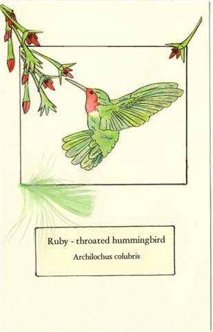 [hummingbird+Card.JPG]