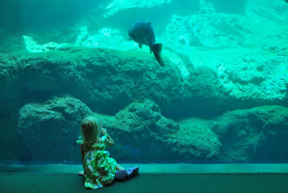 The Murray Family Flint River Aquarium