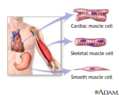 MyBiologyPal: The skeletal muscle tissue