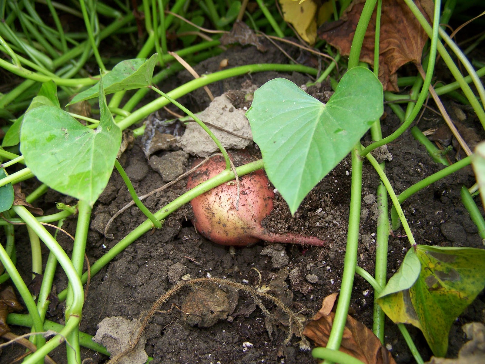 A Handmade Life Growing Sweet Potatoes A Handmade Life Growing Sweet Potatoes