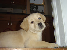 Wrigley Boo