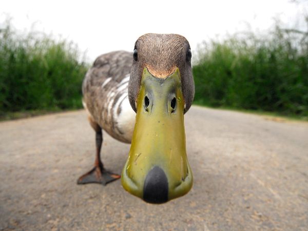 [Bild: funny-duck_12551_600x450.jpg]