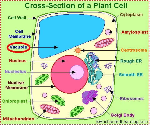 Plant+Cells+Made+of+Clay Vacuole of a plant cell, much bigger than an animal cell's, right?