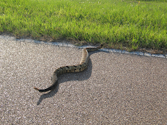 Four ft. of Rattling Terror!