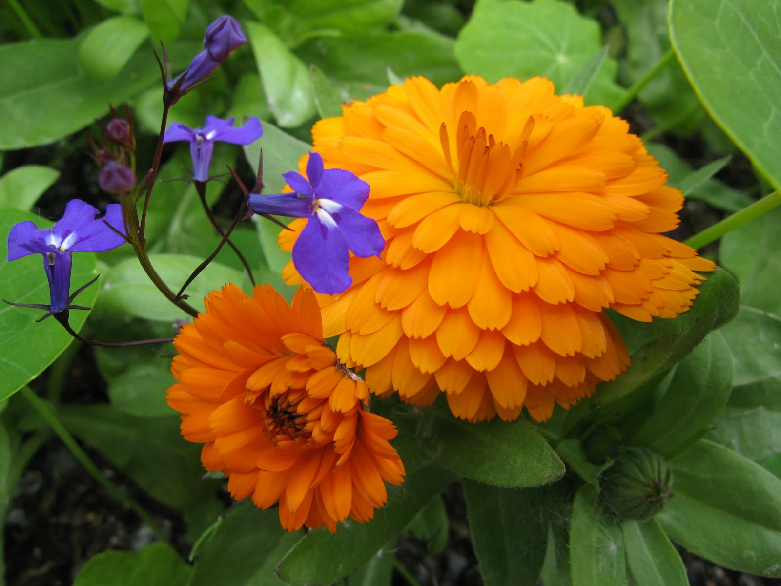 Teacup Lane Mosaic Monday Alaska Flowers