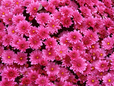 wallpapers of flowers download wallpapers of flowers download. wallpapers of flowers download