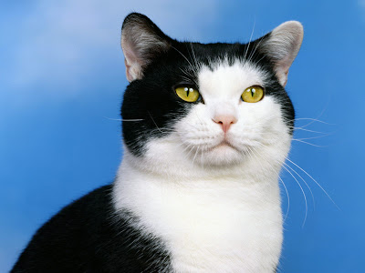 Cats Wallpapers part 1 cats wallpaper. Cats Wallpapers part 1
