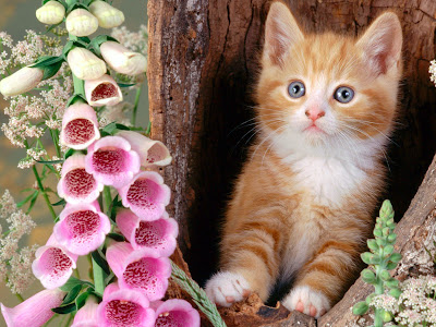 house foolish cat wallpaper wallpapers cat. house foolish cat wallpaper