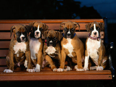 puppies and dogs wallpapers. puppies and dogs wallpapers.