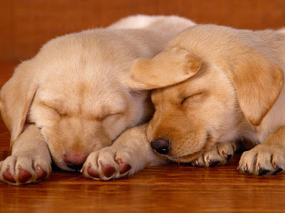 yellow lab puppies sleeping. 2010 a young puppy sleeping on