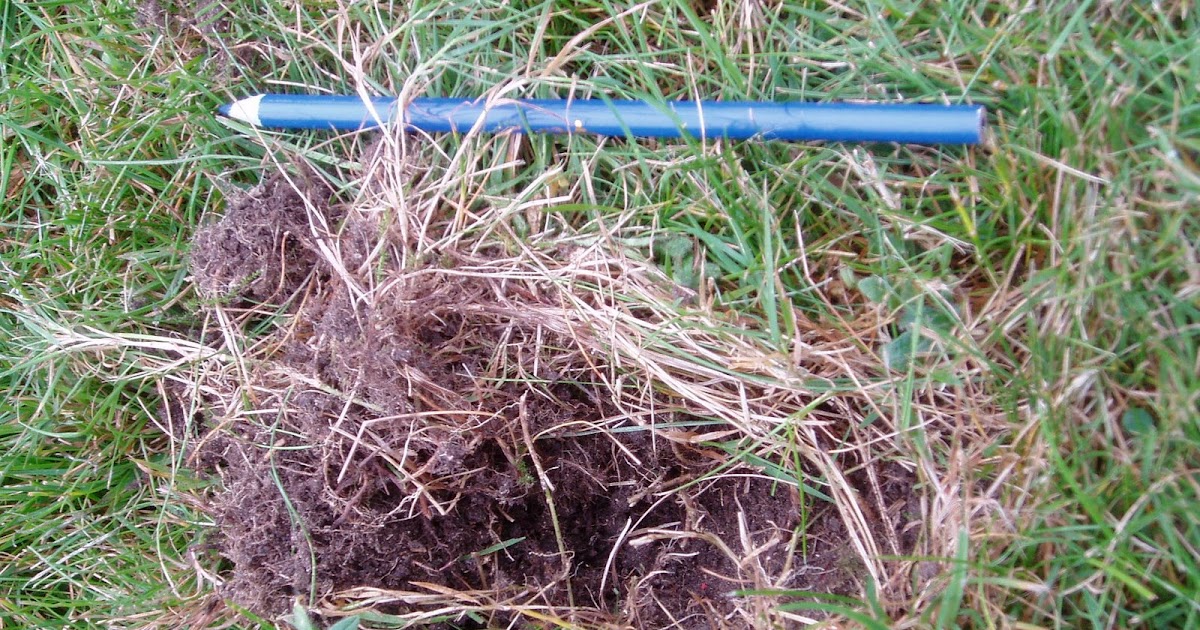 Life On An Oxfordshire Lawn The European Badger Meles meles