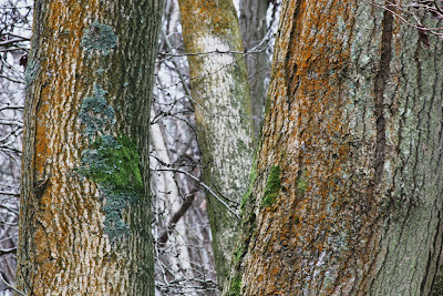 oak tree lichen