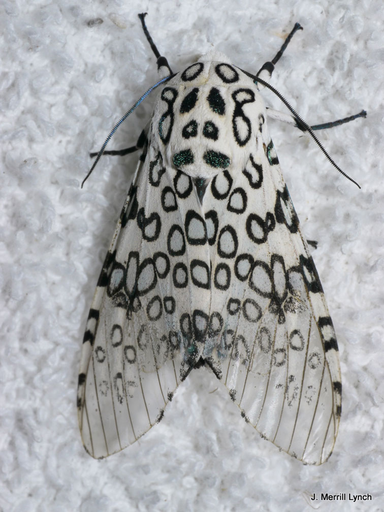 Blue Ridge Discovery Center blog A Passion for MothsSummary