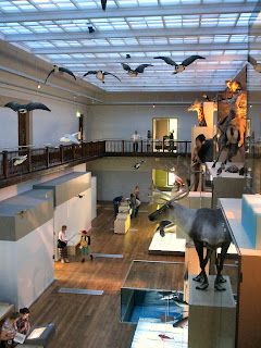 Displays at The Great North Museum