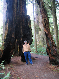 Redwoods