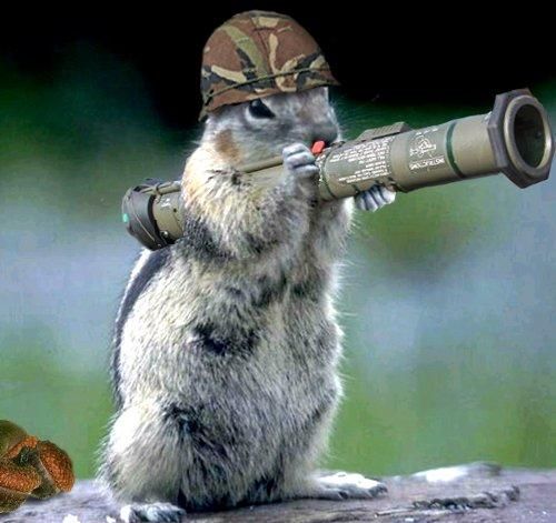 [Squirrel_GI.jpg]