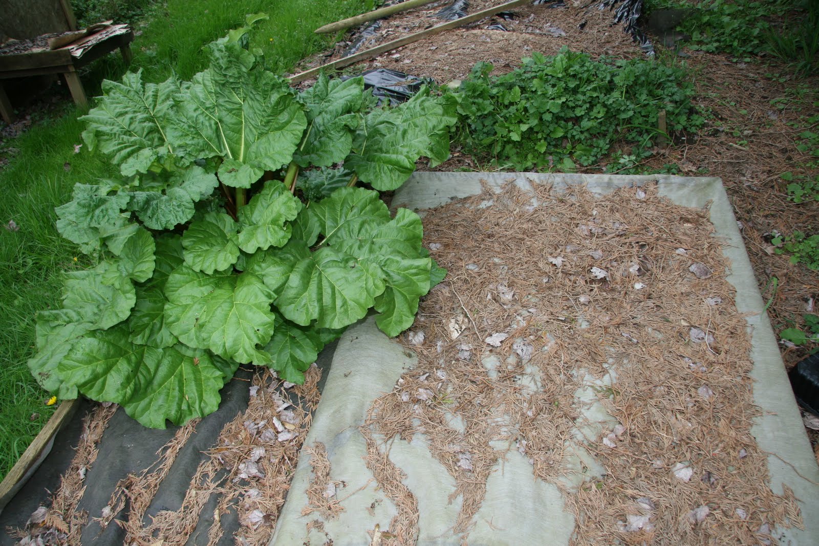 Gourmet Gardening Gals How Shall I Plant Asparagus Rhubarb In