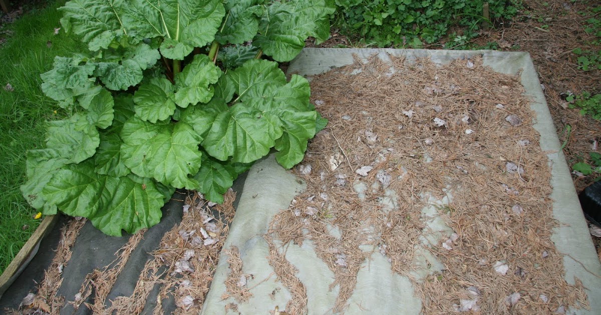Gourmet Gardening Gals: How shall I plant asparagus & rhubarb in my garden