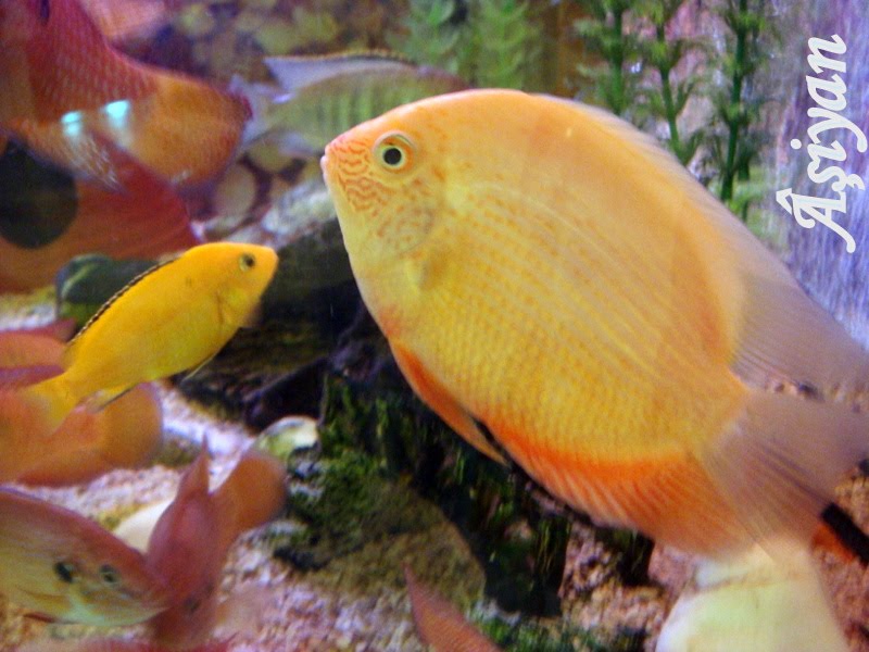 asiyanda akvaryumumuzun neseleri golden severium
