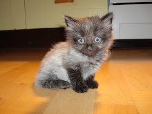 Min bilder