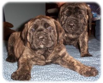 Mastiff Puppy Pics