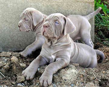 Italian Neapolitan Mastiff