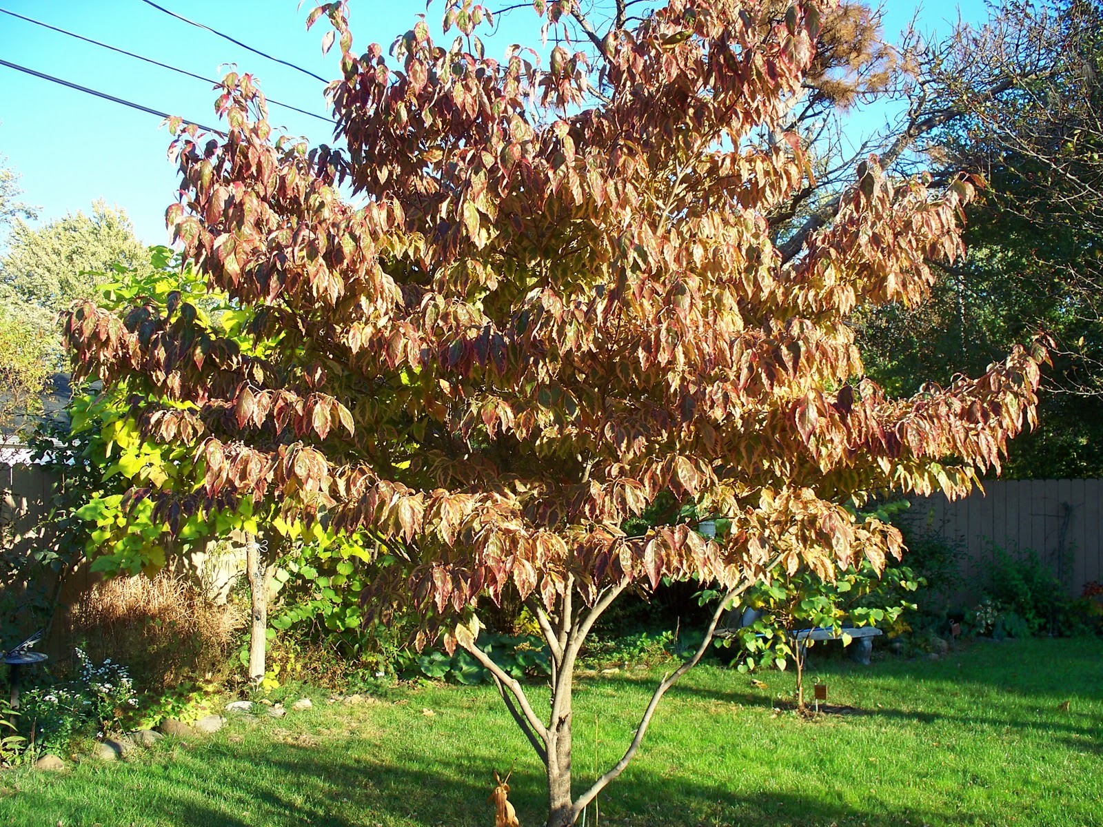 cherokee daybreak dogwood