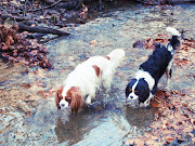 Tuesday, January 18, 2011 (bostonandkikifalsespring)