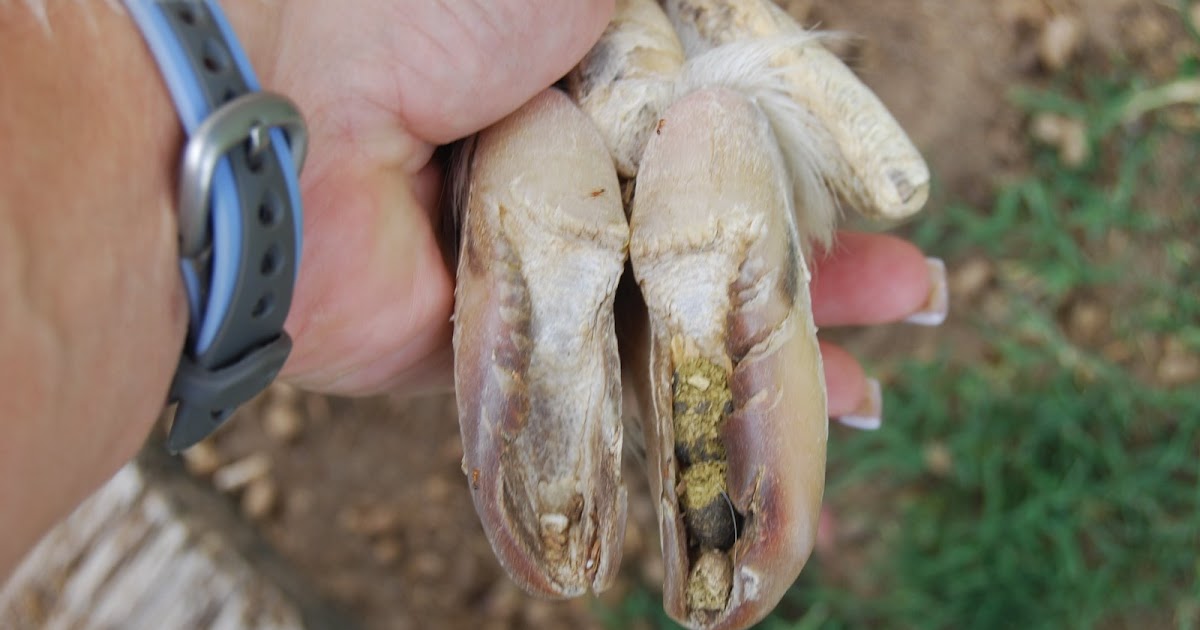 Wilamar Farm Trimming Goat Hooves