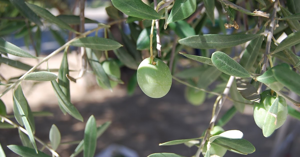 Wilamar Farm Lye Cured Olives