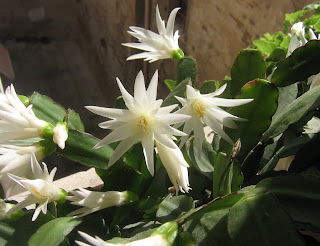 pianta grassa con fiori bianchi grandi pianta grassa con fiori bianchi grandi