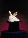 [rabbit.jpeg]