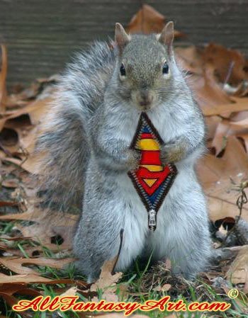 [cute_super_squirrel.jpg]